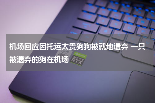 机场回应因托运太贵狗狗被就地遗弃 一只被遗弃的狗在机场