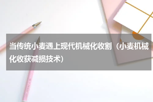 当传统小麦遇上现代机械化收割（小麦机械化收获减损技术）