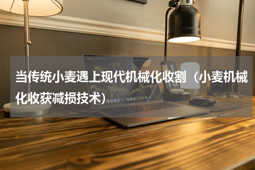当传统小麦遇上现代机械化收割（小麦机械化收获减损技术）
